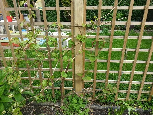 tuin007_zps3c14fcdf.jpg
