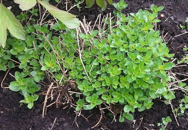 tuin008_zpsf0b2af2a.jpg