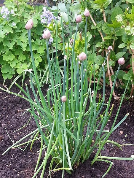 tuin009_zpsfcb1fb4f.jpg