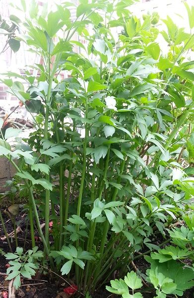 tuin010_zpsf040eff7.jpg