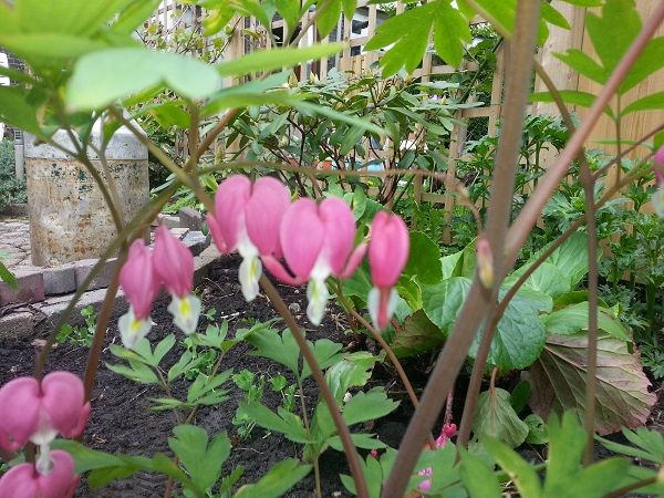 tuin013_zps3f096b15.jpg