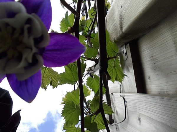 tuin019_zps2d8fbc20.jpg