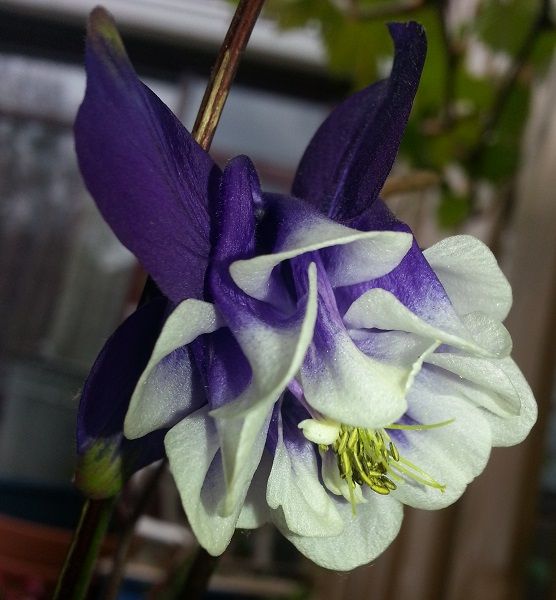 tuin021_zpse443c2fd.jpg