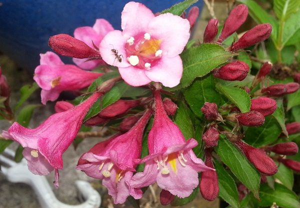 tuin023_zps6178adf8.jpg