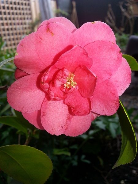 tuin028_zpsfa0c614e.jpg