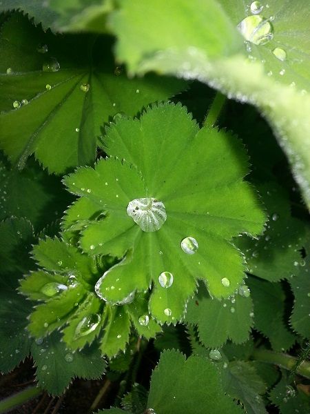 tuin029_zpsf7142894.jpg