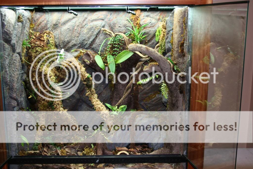 madagascar biotypic display 36x18x36 exo | Dendroboard