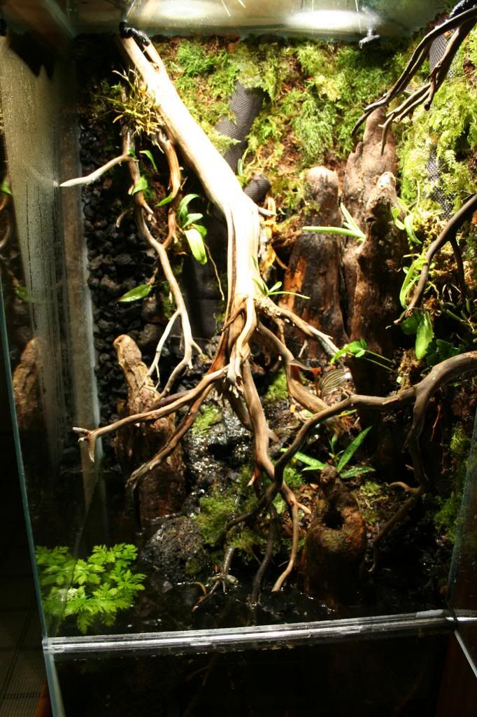 100 gallon vertical paludarium build - Dendroboard