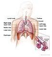 asthma nasal allergy rhinitis