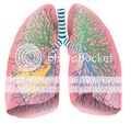 asthma lung inflammation