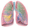 asthma lung inflammation