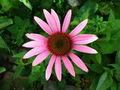 Echinacea common cold