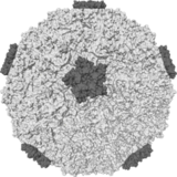 Rhinovirus cold virus