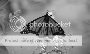 bwbutterfly.jpg